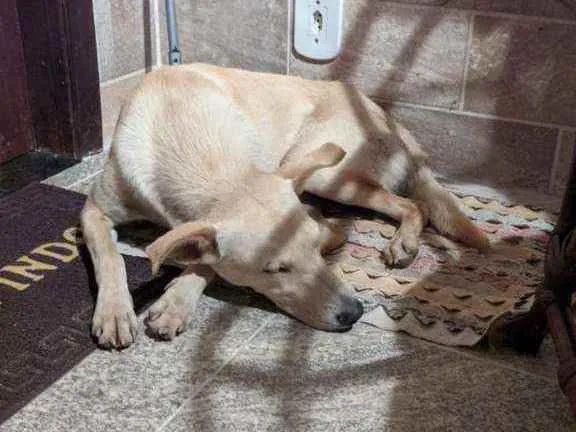 Cachorro ra a Vira-lata caramelo puro idade 2 anos nome Caramelo