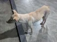 Caramelo