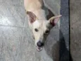 Caramelo
