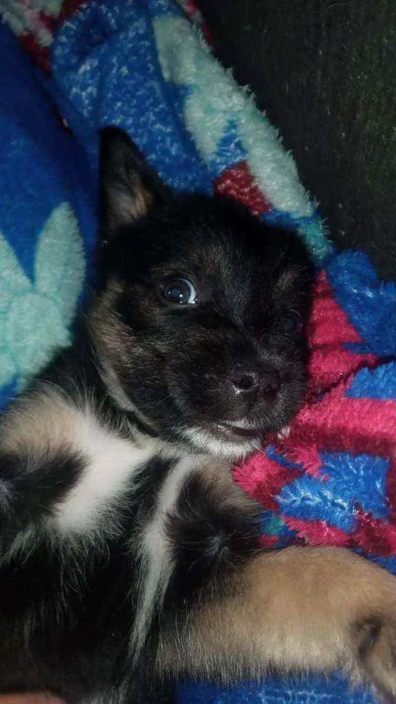 Cachorro raça Srd idade Abaixo de 2 meses nome Romeu