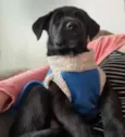 Cachorro raça Srd idade Abaixo de 2 meses nome Shun