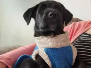 Cachorro raça Srd idade Abaixo de 2 meses nome Shun