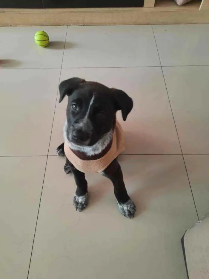 Cachorro raça Srd idade Abaixo de 2 meses nome Ikki
