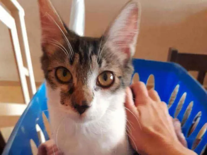 Gato raça Srd idade 2 a 6 meses nome Mia