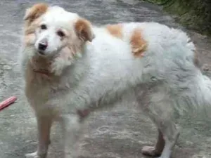 Cachorro raça Vira lata  idade 3 anos nome Madonna