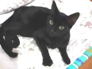 Gato raça Não se idade 2 a 6 meses nome Lana