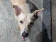 Caramelo