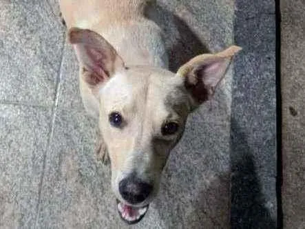 Cachorro ra a Vira-lata caramelo puro idade 2 anos nome Caramelo