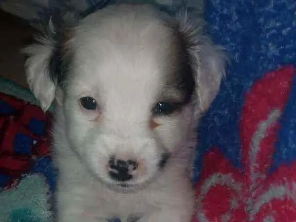 Cachorro raça Srd idade Abaixo de 2 meses nome Gael