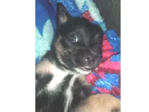 Cachorro raça Srd idade Abaixo de 2 meses nome Romeu