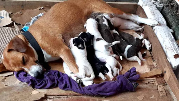 Cachorro raça Vira lata idade Abaixo de 2 meses nome Filhotes