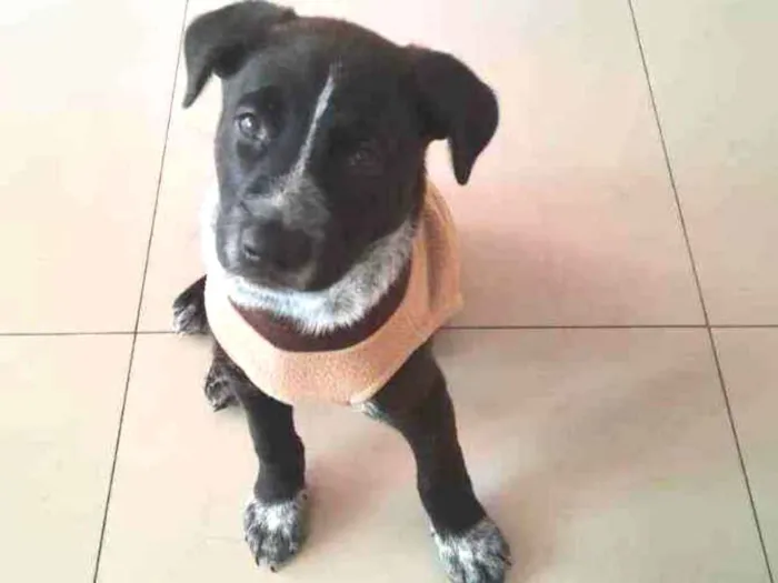 Cachorro raça Srd idade Abaixo de 2 meses nome Ikki
