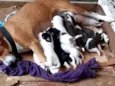 Filhotes