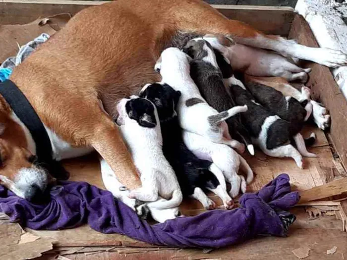 Cachorro raça Vira lata idade Abaixo de 2 meses nome Filhotes
