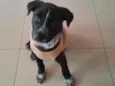 Cachorro raça Srd idade Abaixo de 2 meses nome Ikki