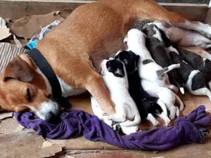 Cachorro raça Vira lata idade Abaixo de 2 meses nome Filhotes