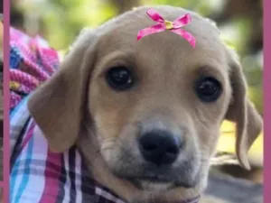 Cachorro raça Mestiça  idade 2 a 6 meses nome Docinho 