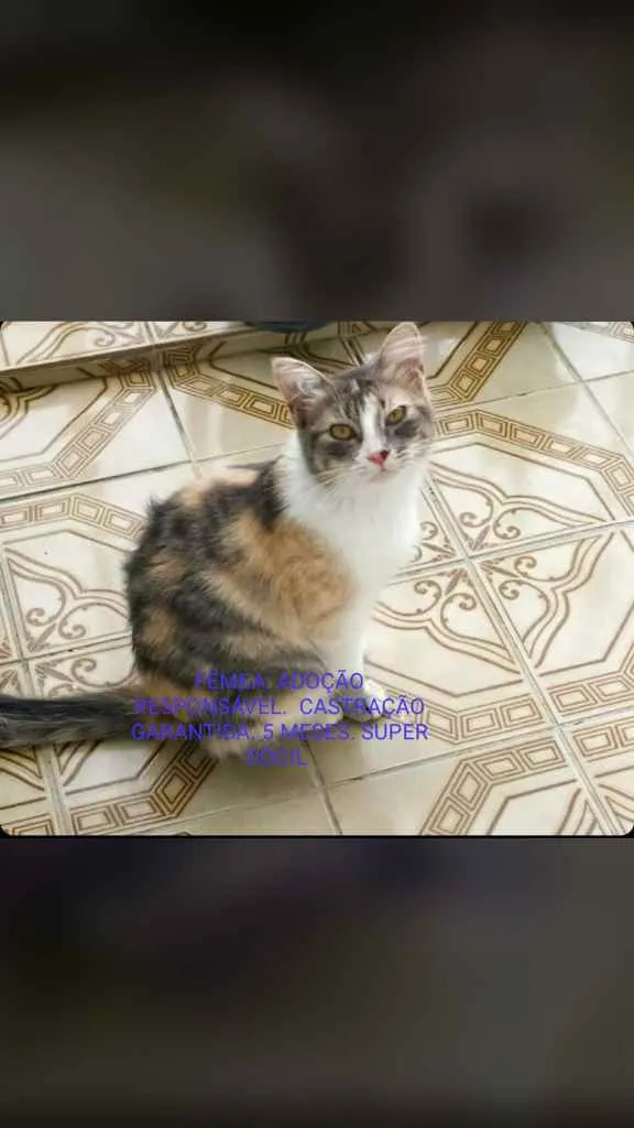 Gato raça Srd idade 2 a 6 meses nome Lindinha 