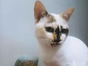 Gato raça Srd idade 7 a 11 meses nome Nina