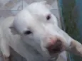 Hanna