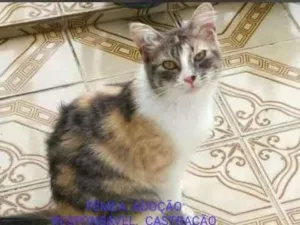 Gato raça Srd idade 2 a 6 meses nome Lindinha 
