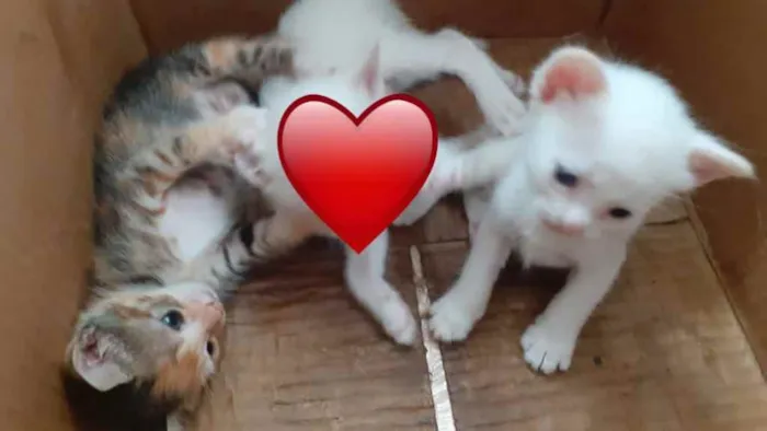 Gato raça Srd idade 2 a 6 meses nome Princesas ?? 