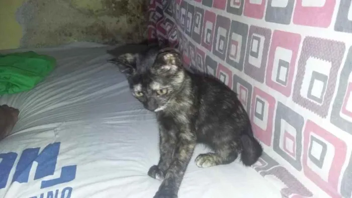 Gato raça Srd idade 2 a 6 meses nome Princesas ?? 