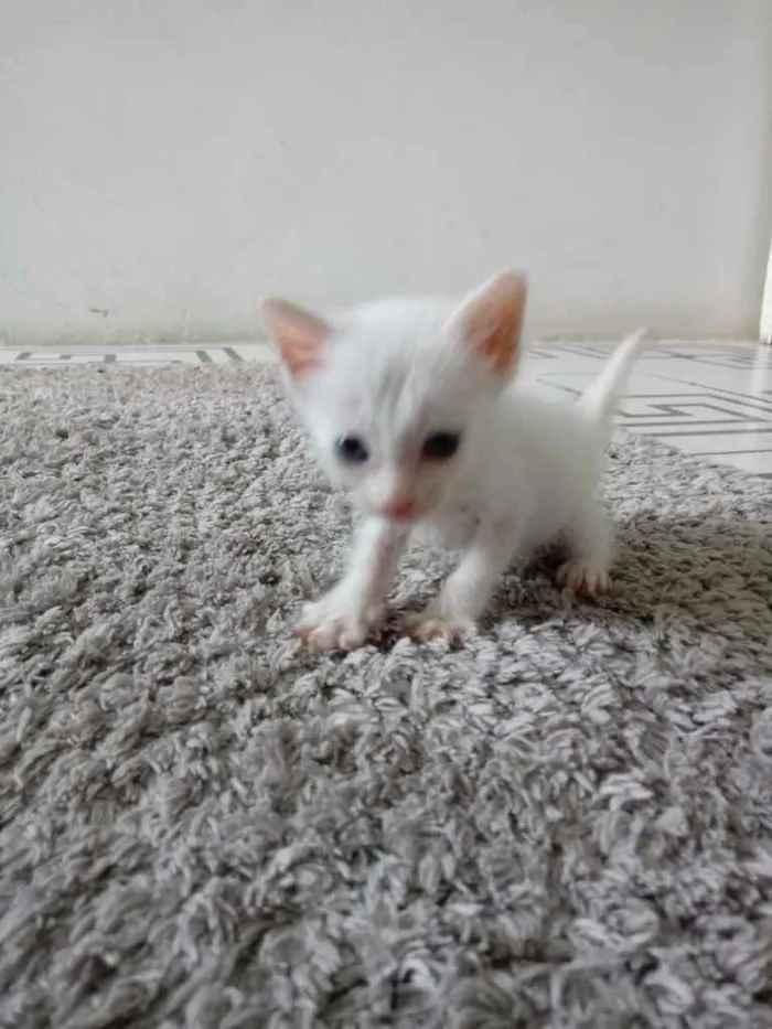 Gato raça Srd idade 2 a 6 meses nome Princesas ?? 