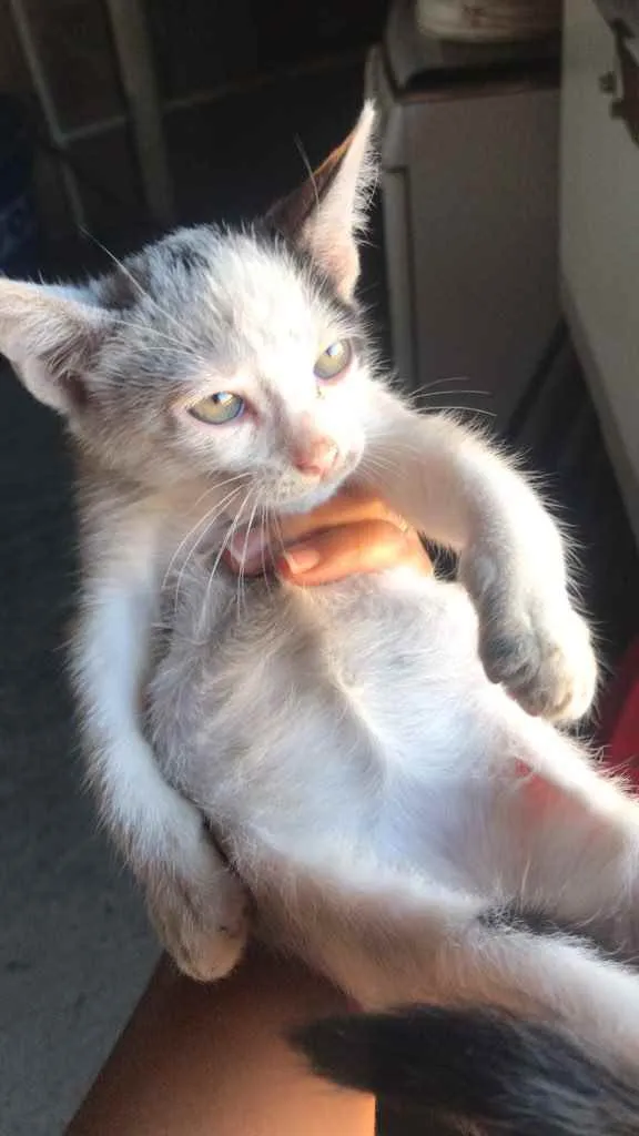 Gato raça Srd idade 2 a 6 meses nome Princesas ?? 