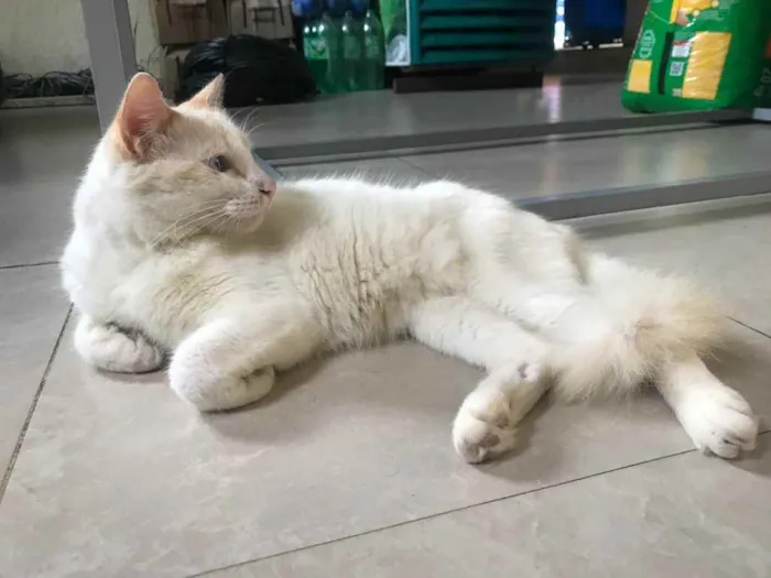 Gato raça Srd idade 7 a 11 meses nome Pmick castrado