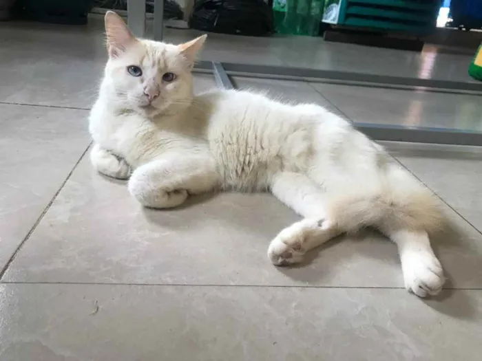 Gato raça Srd idade 7 a 11 meses nome Pmick castrado