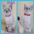 Gato raça Srd idade 2 a 6 meses nome Ralph