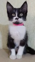 Gato raça Srd idade 2 a 6 meses nome Pink 