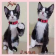 Gato raça Srd idade 2 a 6 meses nome Juju