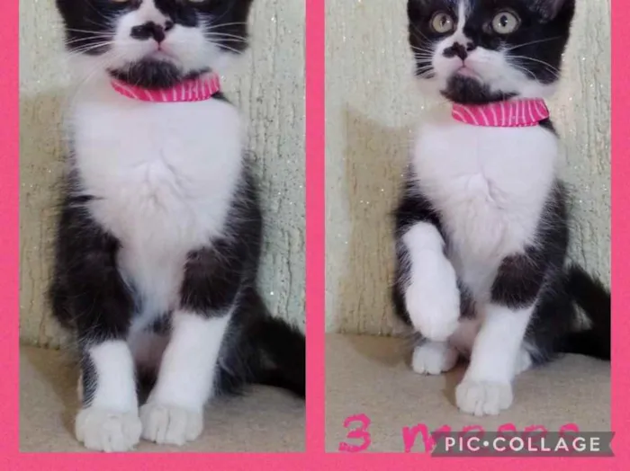 Gato raça Srd idade 2 a 6 meses nome Pink 