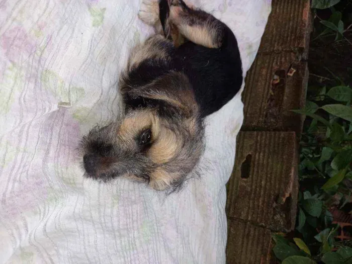Cachorro raça vira lata idade 2 a 6 meses nome não tem 
