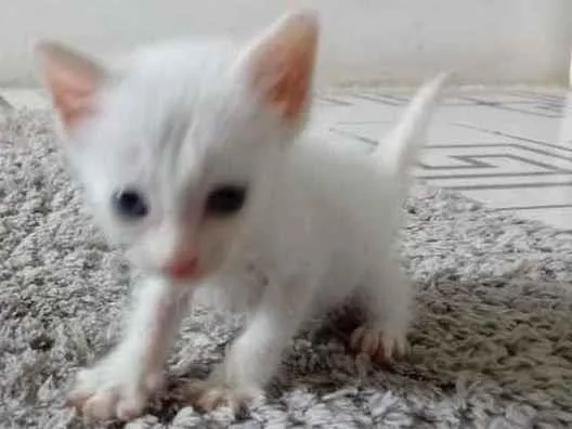 Gato raça Srd idade 2 a 6 meses nome Princesas ?? 