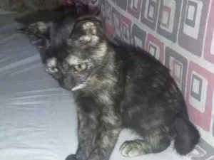 Gato raça Srd idade 2 a 6 meses nome Princesas ?? 