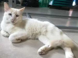 Gato raça Srd idade 7 a 11 meses nome Pmick castrado