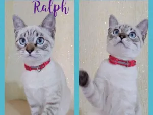 Gato raça Srd idade 2 a 6 meses nome Ralph