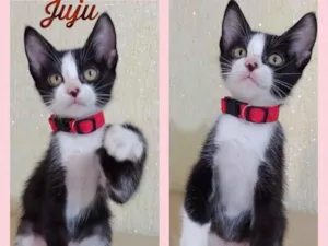 Gato raça Srd idade 2 a 6 meses nome Juju