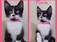Gato raça Srd idade 2 a 6 meses nome Pink 