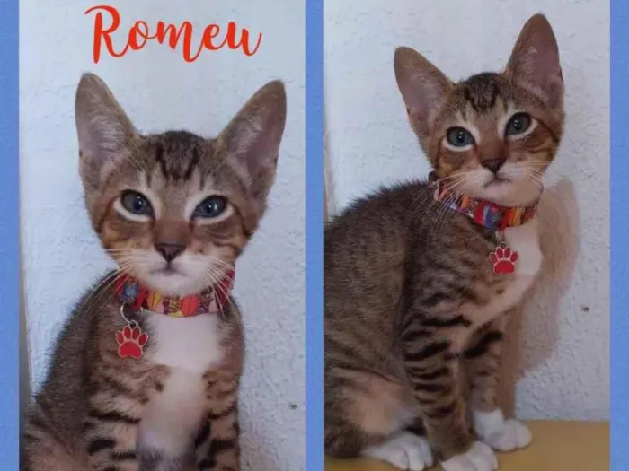 Gato raça Srd idade 2 a 6 meses nome Romeu