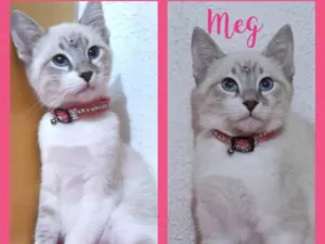 Gato raça Srd idade 2 a 6 meses nome Meg