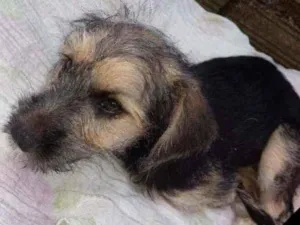 Cachorro raça vira lata idade 2 a 6 meses nome não tem 