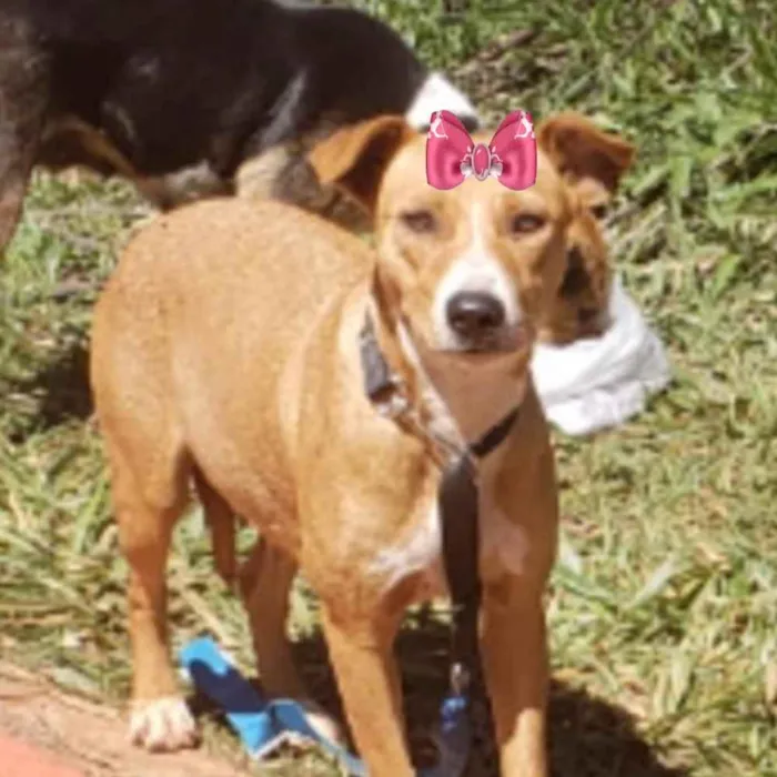 Cachorro ra a Mestiça  idade 3 anos nome Myka 