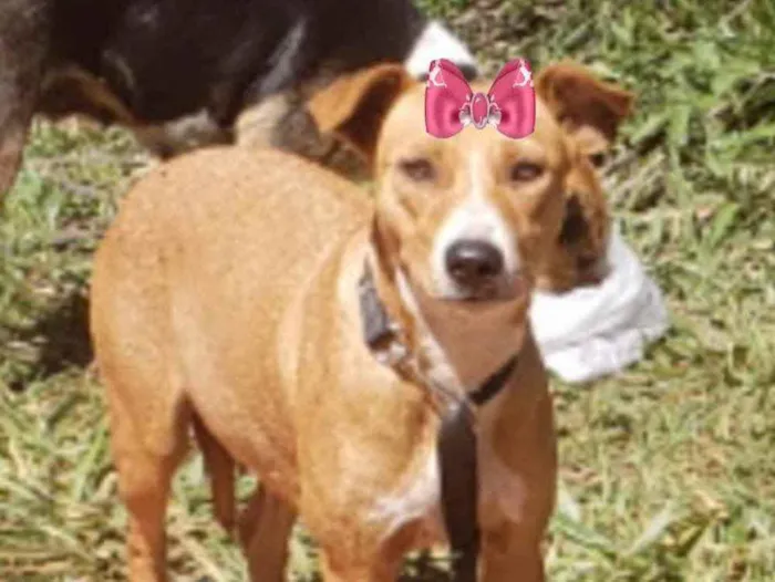 Cachorro ra a Mestiça  idade 3 anos nome Myka 