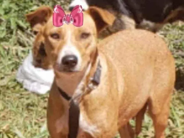 Cachorro ra a Mestiça  idade 3 anos nome Myka 