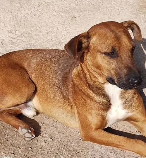 Cachorro ra a SRD-ViraLata idade 4 anos nome Léo Olhar