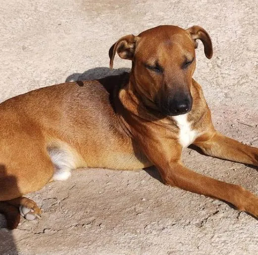 Cachorro ra a SRD-ViraLata idade 4 anos nome Léo Olhar